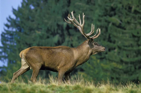 Rödhjort Cervus Elaphus Man Med Stora Horn — Stockfoto