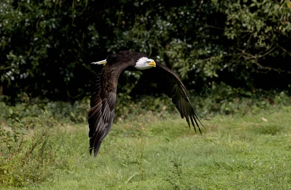 Weißkopfseeadler Haliaeetus Leucocephalus Erwachsener Flug — Stockfoto