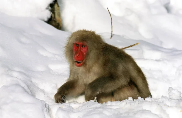 Macaque Japonais Macaca Fuscata Adulte Debout Dans Neige Île Hokkaido — Photo