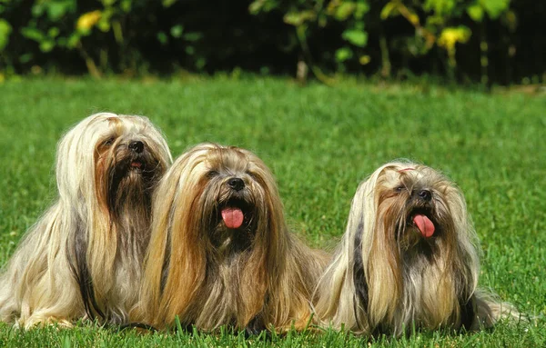 Lhassa Apso Nebo Lhasa Apso Skupina Dospělých Sedících Trávě Vyplazeným — Stock fotografie