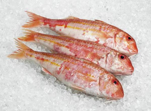 Gurnard Mullus Surmuletus Fresh Fishes Ice — Stock Photo, Image