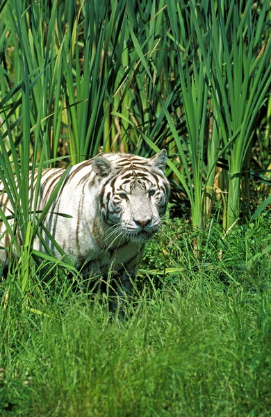 White Tiger Panthera Tigris Adult Standing Long Grass — стокове фото