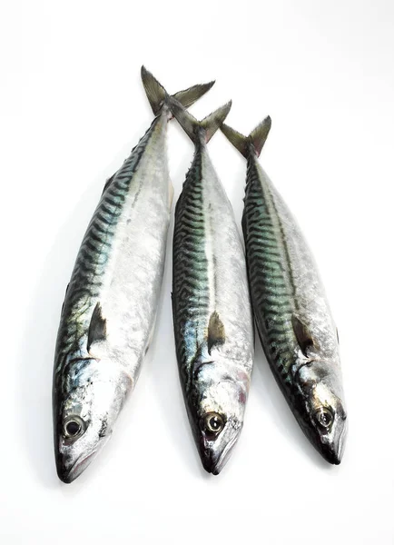 Mackerel Scomber Scombrus Fresh Fishes White Background — Stock Photo, Image