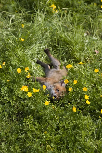 Raposa Vermelha Vulpes Vulpes Filhote Deitado Flores Normandia — Fotografia de Stock
