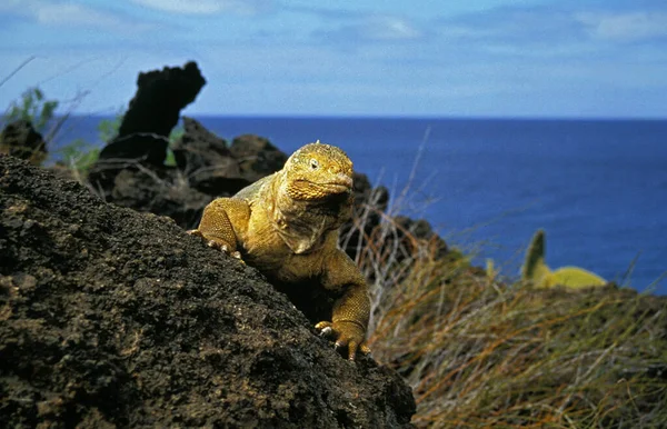 Galapagos Land Iguana Conolophus Subcristatus Adult Standing Rocks — Stock Photo, Image
