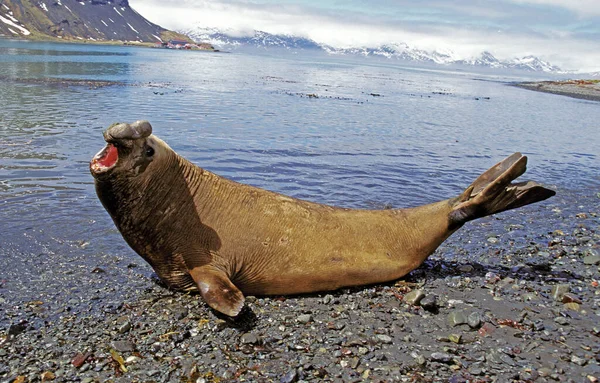 南象海豹 狮身人面像 雄象躺在海岸上的防御性姿势 南极洲 — 图库照片