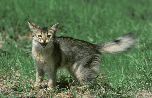 Gato Doméstico Somalí Con Boca Abierta Postura Defensiva —  Fotos de Stock