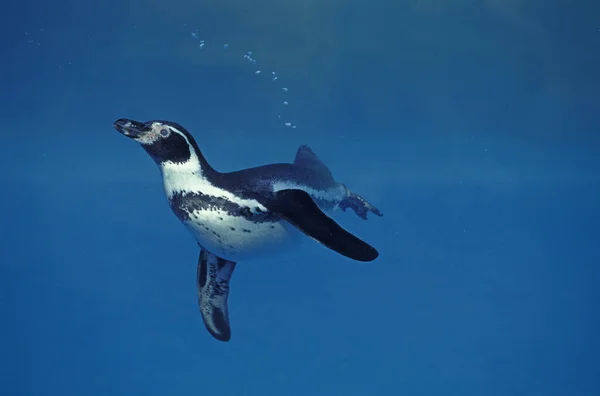 Pinguim Humboldt Esfenisco Humboldti Natação Adulta — Fotografia de Stock