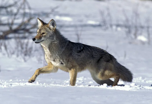 Coyote Canis Latrans Adult Standing Snow Montana — Stock Photo, Image