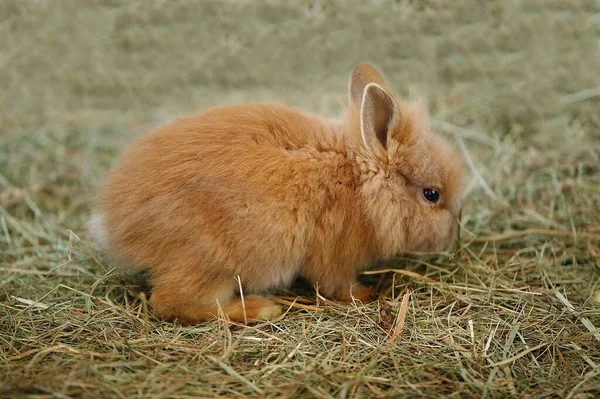 Zwerg Angora Kaninchen Natürlichen Hintergrund — Stockfoto