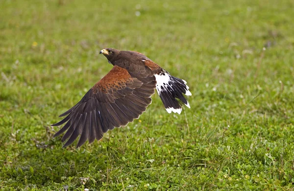 Harris Hawk Parabuteo Unicinctus Yetişkin Uçuyor — Stok fotoğraf