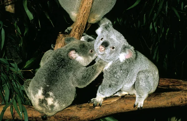 Koala Phascolarctos Cinereus Dorośli Stojący Oddziale — Zdjęcie stockowe