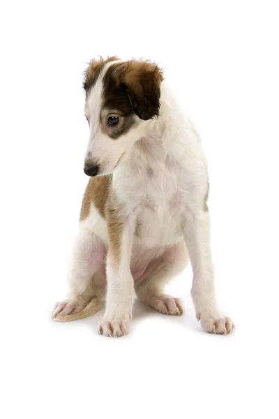 Borzoi Eller Rysk Varghund — Stockfoto