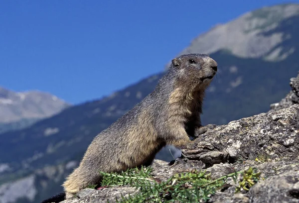 Marmota Alpina Marmota Marmota Adulto Parado Sobre Rocas Alpes Sureste — Foto de Stock