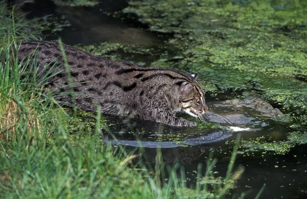 釣り猫 原始的なウイルス 水に立つ大人 — ストック写真