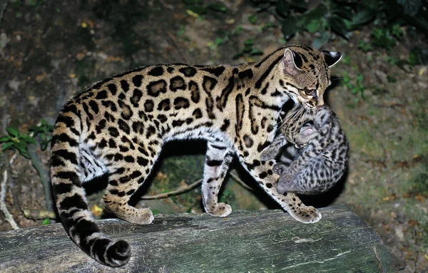 Margay Cat Leopardus Wiedi Matka Niosąca Młode — Zdjęcie stockowe