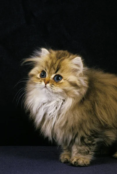 Zlatý Perský Domácí Kočka Kitten Proti Černé Pozadí — Stock fotografie