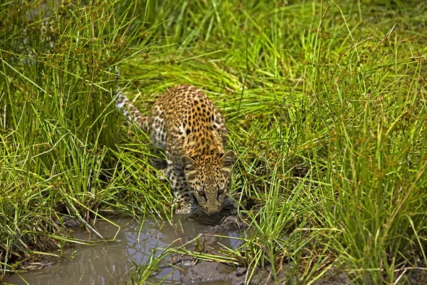 Leopard Månader Gammal Unge Panthera Pardus Namibia — Stockfoto