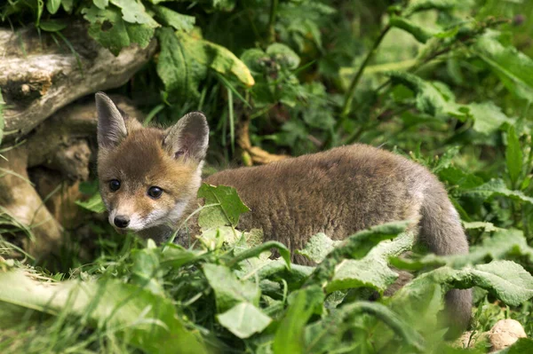 Renard Roux Vulpes Vulpes Pup Debout Dans Long Grass Normandie — Photo