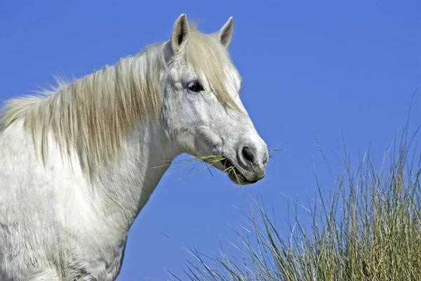 Camargue Horse Eetgras Saintes Marie Mer Camargue Zuid Frankrijk — Stockfoto