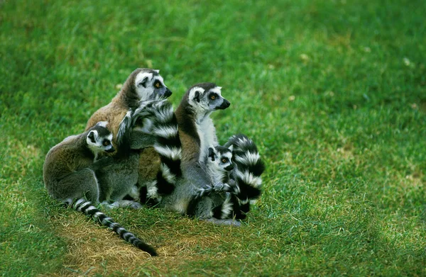 Ring Tail Lemur Lemur Catta Mães Com Jovens — Fotografia de Stock