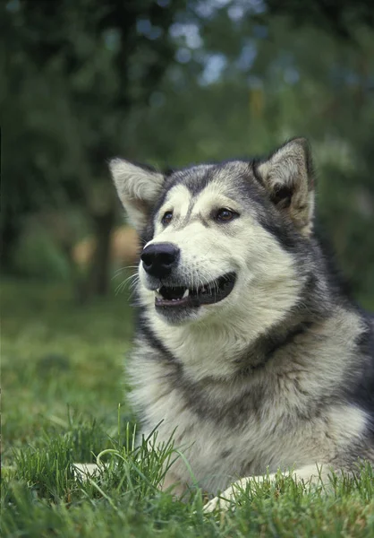 Alaska Malamute Köpeği Yetişkin Portresi — Stok fotoğraf