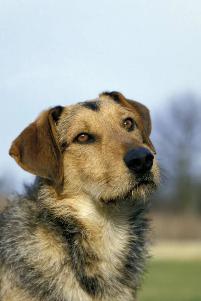Porträtt Hund Naturlig Bakgrund — Stockfoto