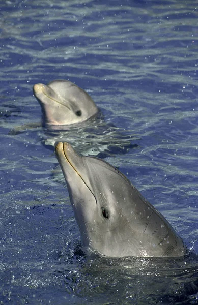 Palackorrú Delfin Tursiops Truncatus Vízből Kikelő Felnőtt Fejek — Stock Fotó