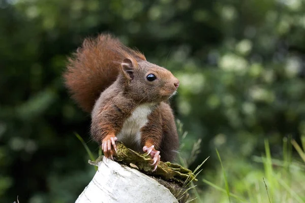 Esquilo Vermelho Sciurus Vulgaris Normandia — Fotografia de Stock