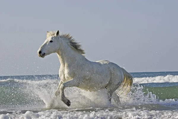 Camargue Horse Adult Galloping Beach Saintes Marie Mer Camargue South — ストック写真