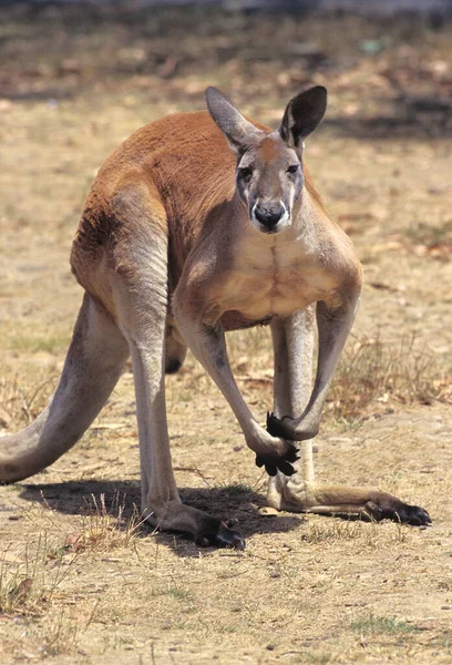 Rotes Känguru Macropus Rufus Australien — Stockfoto