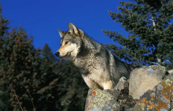 Nordamerikansk Grå Varg Canis Lupus Occidentalis Vuxen Stående Klippor Kanada — Stockfoto