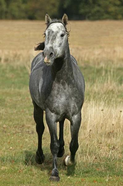 Cavalo Lusitano Garanhão Fundo Natural — Fotografia de Stock