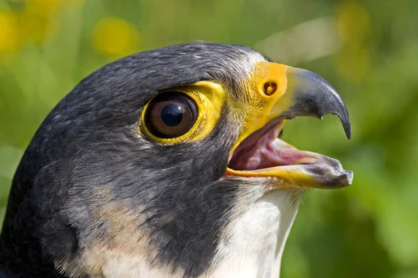 Peregrine Falcon Falco Peregrinus — Stock Photo, Image
