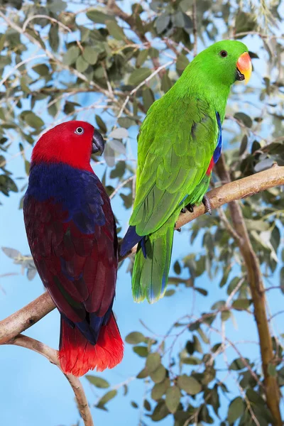 Eclectus Parrot Eclectus Roratus Pair Standing Branch Male Green Female — стоковое фото