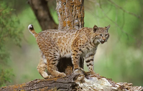 Bobcat Lynx Rufus Adult Standing Branch Canada — Stock fotografie