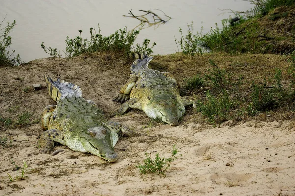 Orinoco Crocodile Crocodylus Intermedius Adults Standing Nest Los Lianos Venezuela — Stock fotografie