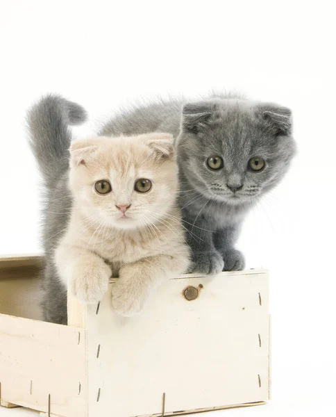 Blue Scottish Fold Cream Scottish Fold Domestic Cat Meses Edad —  Fotos de Stock