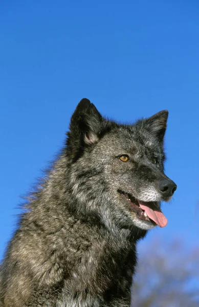 Mackenzie Valley Wolf Canis Lupus Mackenzii Retrato Adulto Canadá — Foto de Stock