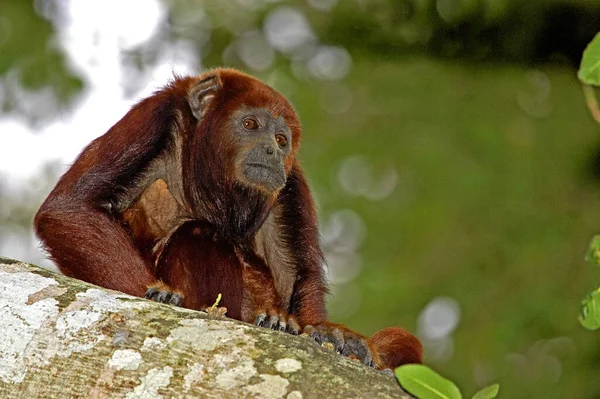Red Howler Monkey Alouatta Seniculus Adult Standing Tree Los Lianos — Stock Photo, Image