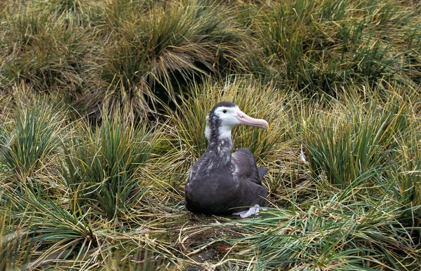 Southern Royal Albatross Diomedea Melanophris Imaturo Plumagem Transitória Antártida — Fotografia de Stock