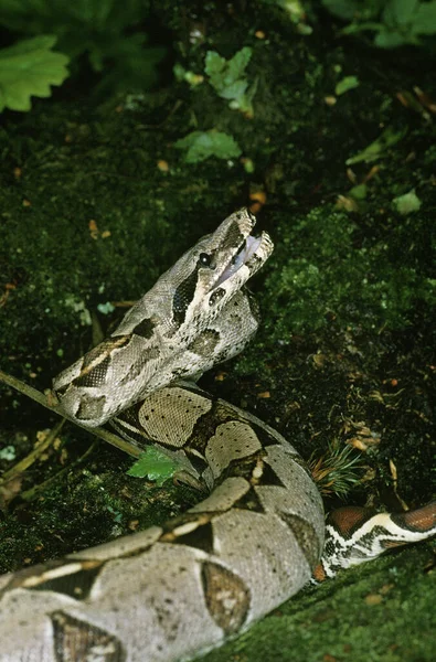 Boa Constrictor Boa Constrictor — 스톡 사진