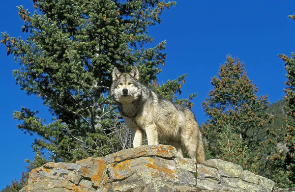 Lobo Gris Norteamericano Canis Lupus Occidentalis Adulto Pie Sobre Rocas —  Fotos de Stock
