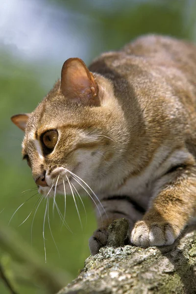 Ржавый Пятнистый Кот Prionailurus Rubiginosus Взрослый Стоящий Ветке — стоковое фото