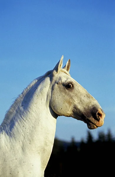 Lipizský Kůň Portrét Proti Modrému Nebi — Stock fotografie