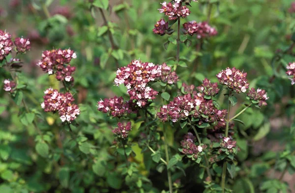 Marjoram Origanum Majorana Bloom — 스톡 사진