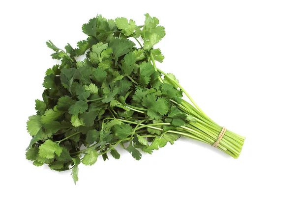 Cilantro Coriandrum Sativum Contra Fondo Blanco —  Fotos de Stock