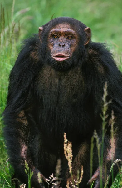 Chimpanzé Pan Troglodytes Adulto Grama Longa — Fotografia de Stock