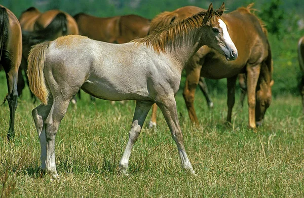 Anglo Arab Horse Fawl Και Herd — Φωτογραφία Αρχείου