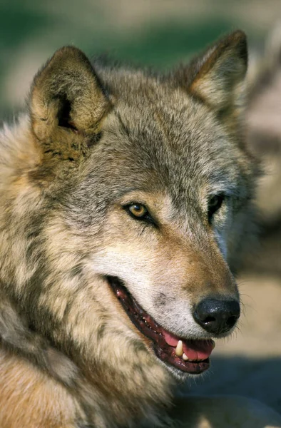 Lobo Europeo Canis Lupus Retrato Adulto — Foto de Stock